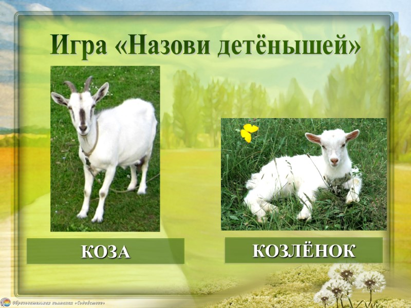 КОЗЛЁНОК КОЗА Игра «Назови детёнышей»